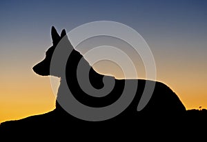 Silhouette of an Australian Kelpie Dog photo