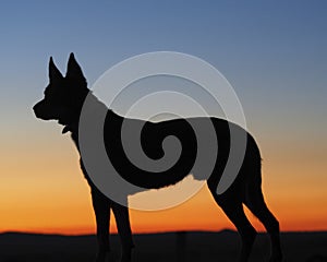 Silhouette of an Australian Kelpie Dog photo