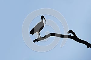 Silhouette of an Australian White Ibis (Threskiornis molucca)