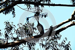 Silhouette of an Australian White Ibis (Threskiornis molucca)