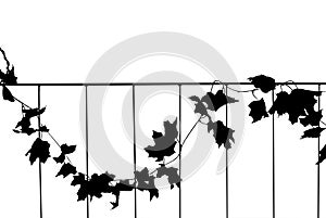 silhouette autumn maple leaves climbing on fence, isolated on white background