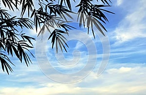 Silhouette bamboo branches on white clouds and blue sky