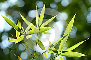 Silhouette of bamboo leaves in forest