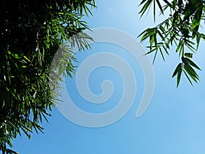 Silhouette of Bamboo Tree with Blue Sky Background