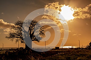 Silhouette of Baobab Adansonia digitata tree at sunset