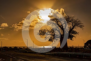 Silhouette of Baobab Adansonia digitata tree at sunset