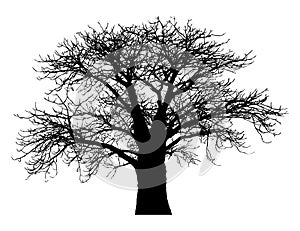 Silhouette of a baobab tree