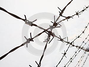 Silhouette of the barbed wire on white background