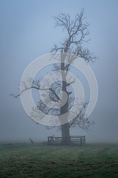 Silhouette of bare oak tree in thick fog in Phoenix Park, Dublin, Ireland