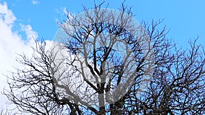 silhouette of bare tree on the blue cloudy sky background