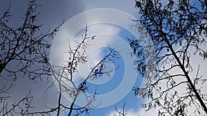 Silhouette of bare tree branches against blue sky. Crowns of trees. Clouds float