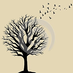 Silhouette of bare tree and flock of birds