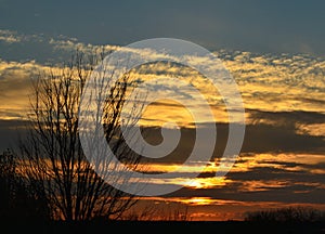 Silhouette of a bare tree in front of a golden and blue sunset