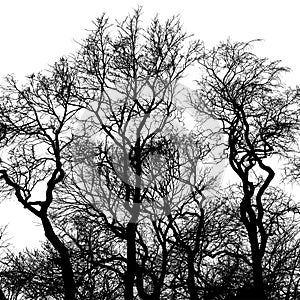 Silhouette of bare trees, black interlaced branches