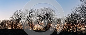 Silhouette of Bare Winter Trees