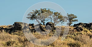 Silhouette of baren winter trees