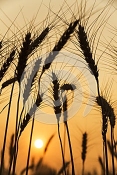 Silhouette of barley