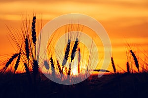 Silhouette of barley ears in sunset