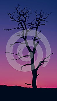 Silhouette of a barren tree against a twilight sky