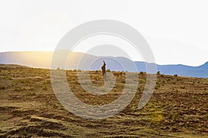 Silhouette of a Basotho man in the African Kingdom of Lesotho