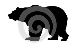 Silhouette bear