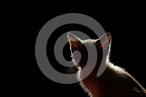 Silhouette Of A Beautiful cat On A Black Background.