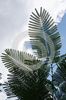 The silhouette of beautiful leaf from cloudy and blue sky background