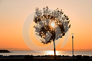 Silhouette of beautiful lone tree on the coast against shinning sun on colourful sunset sky over the sea