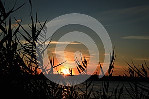 Silhouette of beautiful reed plants and sunset over calm river