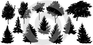 Silhouette of beautiful spruce trees, maple, walnut and etc., set. Isolated forest trees on white background. Vector illustration