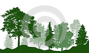 Silhouette of beautiful summer forest. Real fir trees, pine, coniferous trees, birch and others. Vector illustration