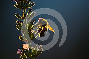 Silhouette Of Bee On Lavender Flower