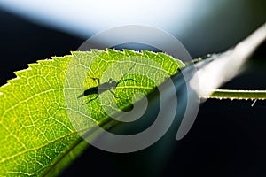 Silhouette of a beetle on young apple leaf,