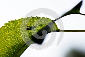 Silhouette of a beetle on young apple leaf,