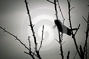 Silhouette of a belted kingfisher