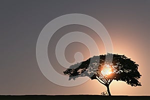 silhouette of a bicycle parked under a big tree in the evening sun