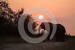 Silhouette of a big beautiful elephant at sunrise, wild animal, safari game drive, Eco travel and tourism, Zimbabwe, mammal in