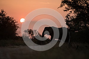 Silhouette of a big beautiful elephant at sunrise, wild animal, safari game drive, Eco travel and tourism, Zimbabwe, mammal in