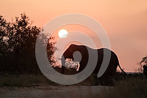 Silhouette of a big beautiful elephant at sunrise, wild animal, safari game drive, Eco travel and tourism, Zimbabwe, mammal in