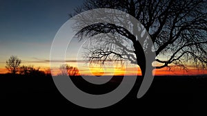 Silhouette of a big leafless tree and an empty field with a beautiful sky in background sunset