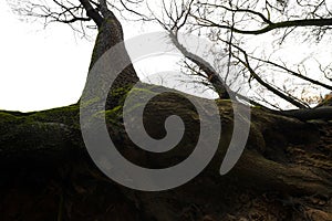 A silhouette of big old tree