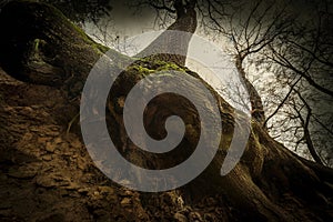 A silhouette of big old tree