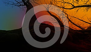 silhouette of big old tree