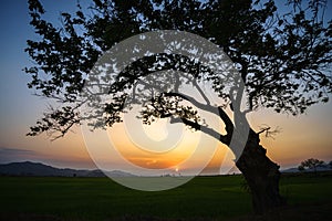 Silhouette of a big tree against sunset