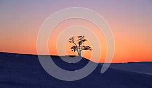 Silhouette big tree in sunset at Lake Baikal, Olkhon island, Siberia in Russia. Winter time