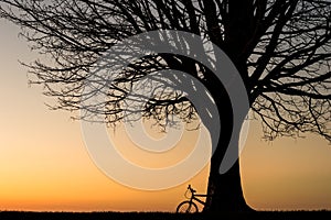 Silhouette of a bike and a winter tree at sunset