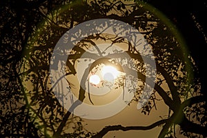 Silhouette birch tree branches