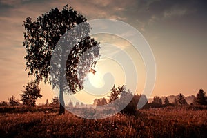 Silhouette of a birch tree on a sunny summer morning.