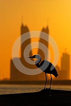 Silhouette of of bird against Bahrain Financial Harbour