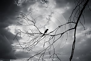 Silhouette Bird Dark Omen on Branch photo